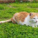 Cypryjskie koty - Piąty Kierunek01