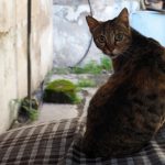 Cypryjskie koty - Piąty Kierunek03