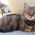 Cypryjskie koty - Piąty Kierunek12